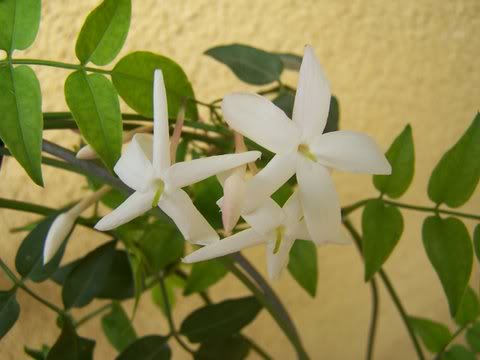 Common Jasmine